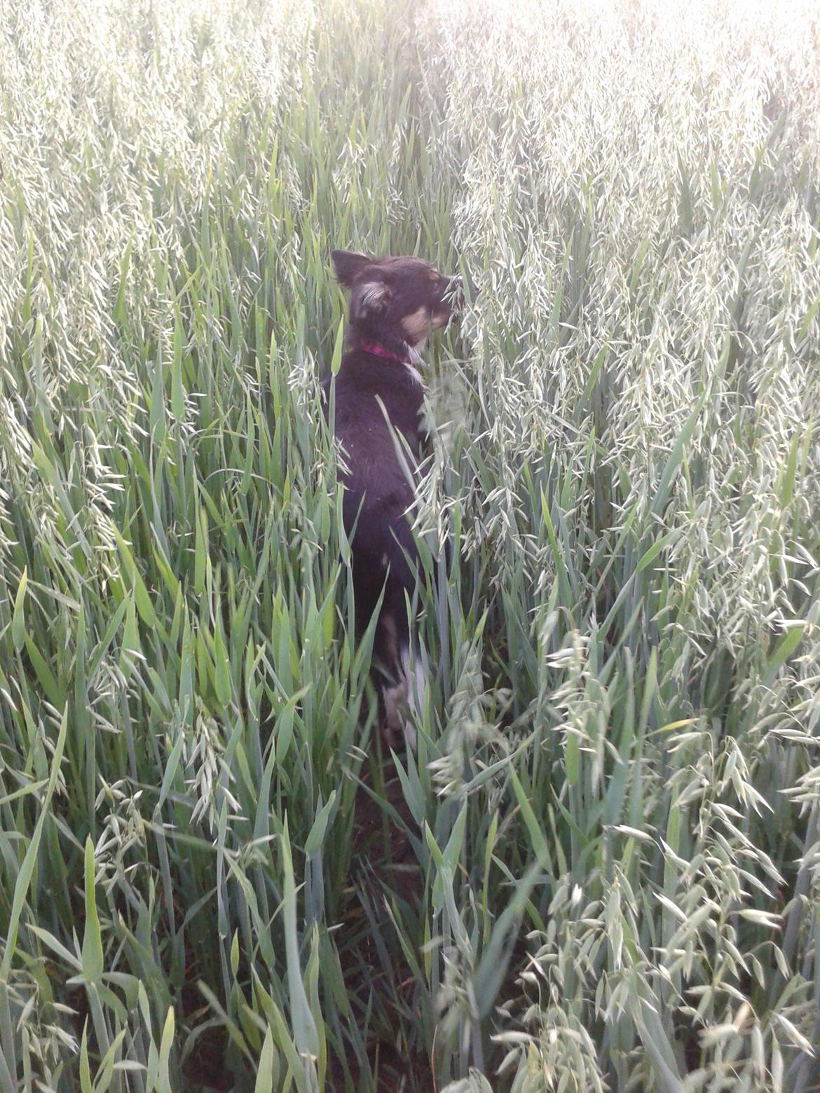 Border collie Mille - Det er godt nok højt, det korn billede 6