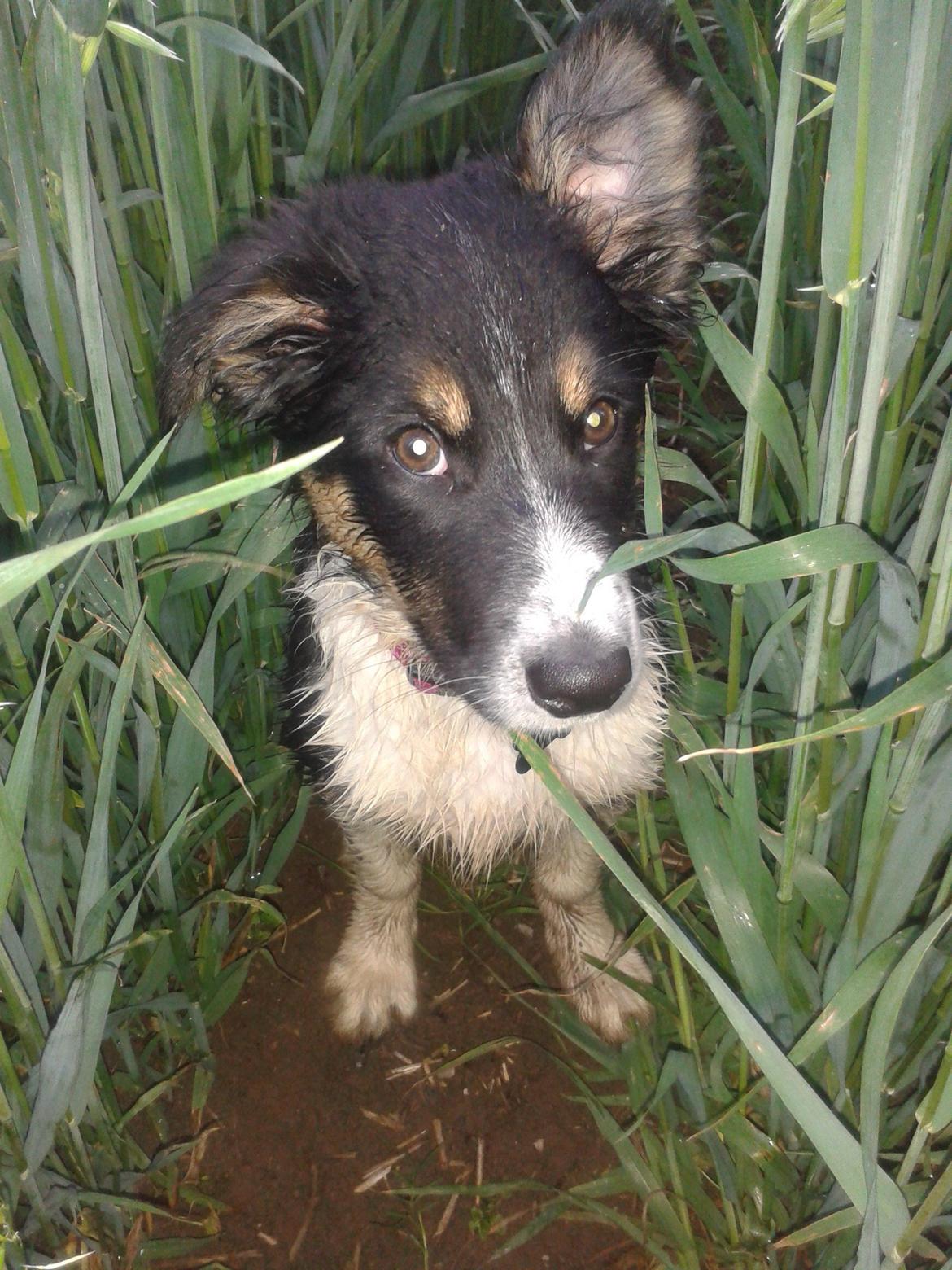 Border collie Mille - Mig våd og beskidt - nej da billede 5