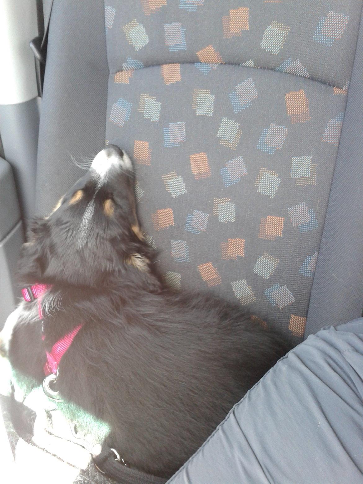 Border collie Mille - Køreturen hjem fra opdrætter - 1 time (10 min hjemmefra) overgav hun sig billede 16