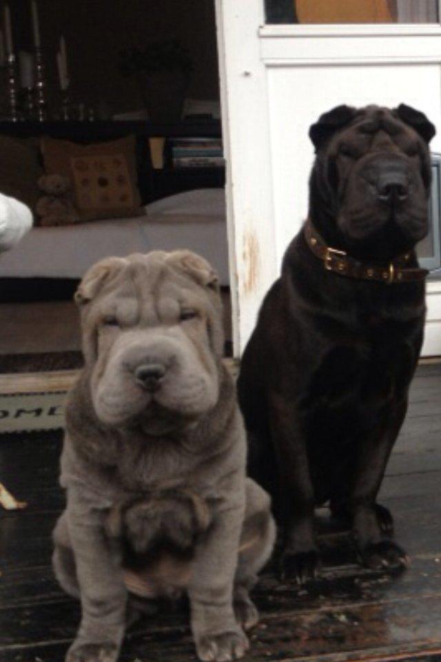 Shar pei Bertram - Hejsa billede 18