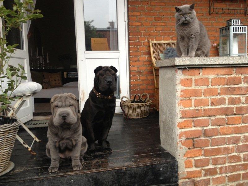 Shar pei Bertram - bertram Konrad og Bastian billede 19