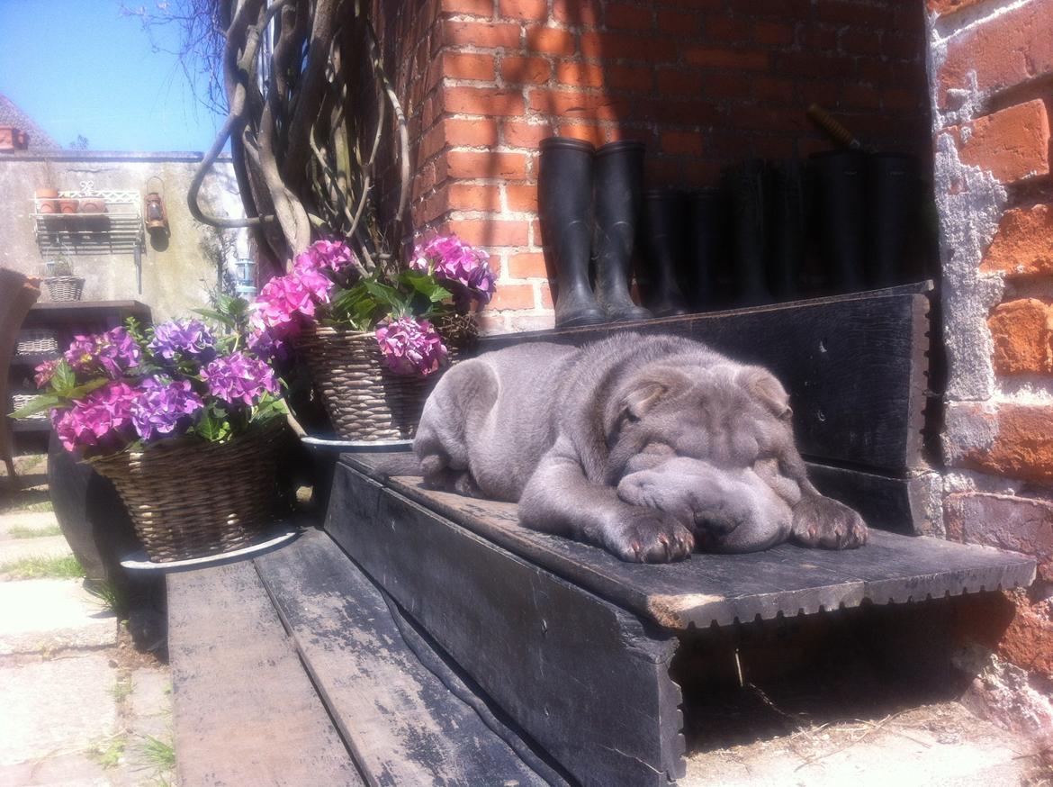 Shar pei Bertram - tager lige en slapper i solen billede 20