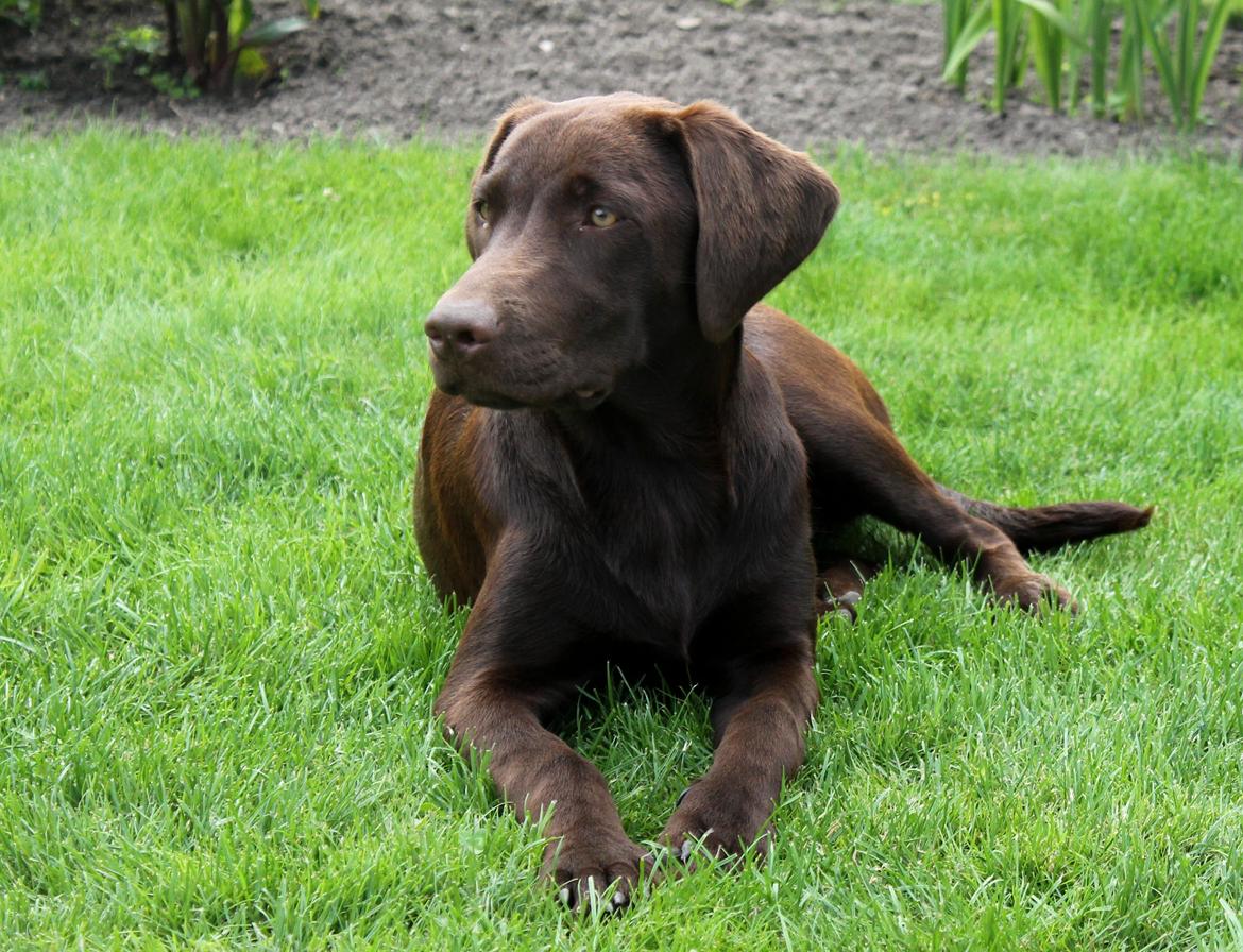 Labrador retriever Ronja billede 3