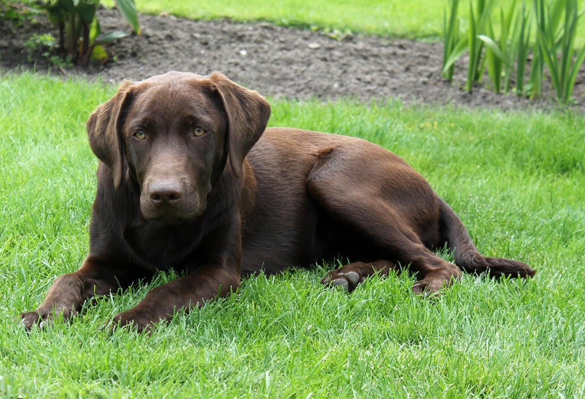 Labrador retriever Ronja - Velkommen til Ronja's profil.

Billede: Mig. billede 1