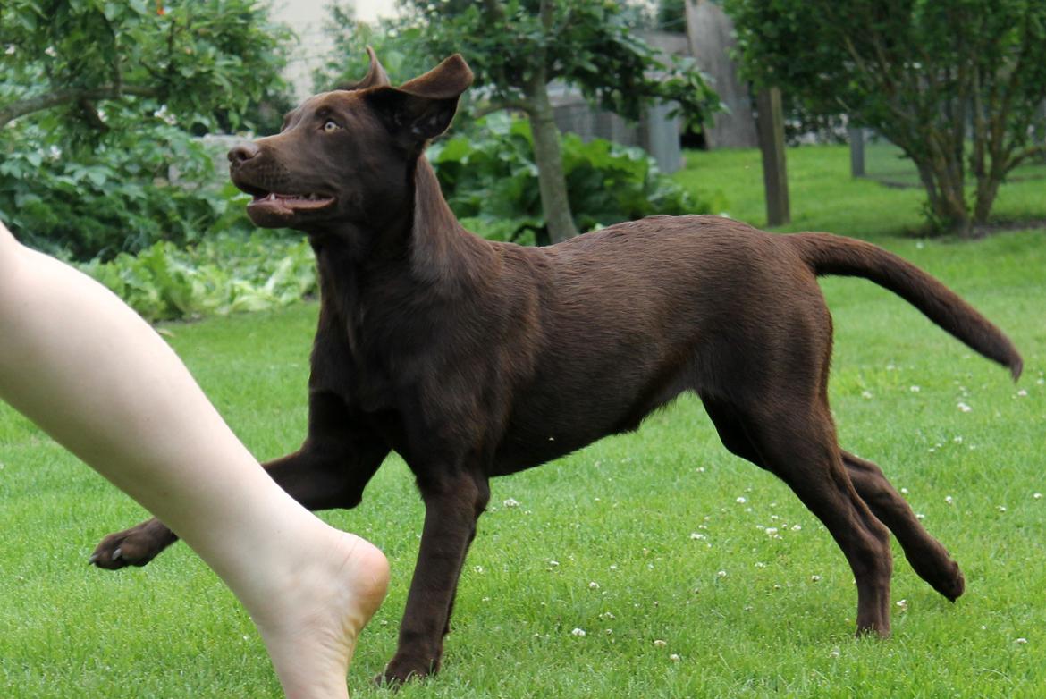 Labrador retriever Ronja billede 4