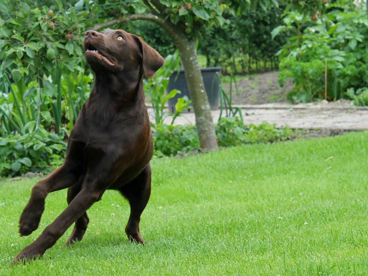 Labrador retriever Ronja billede 5