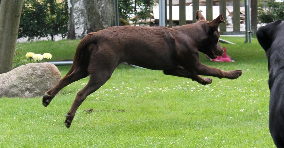 Labrador retriever Ronja billede 6