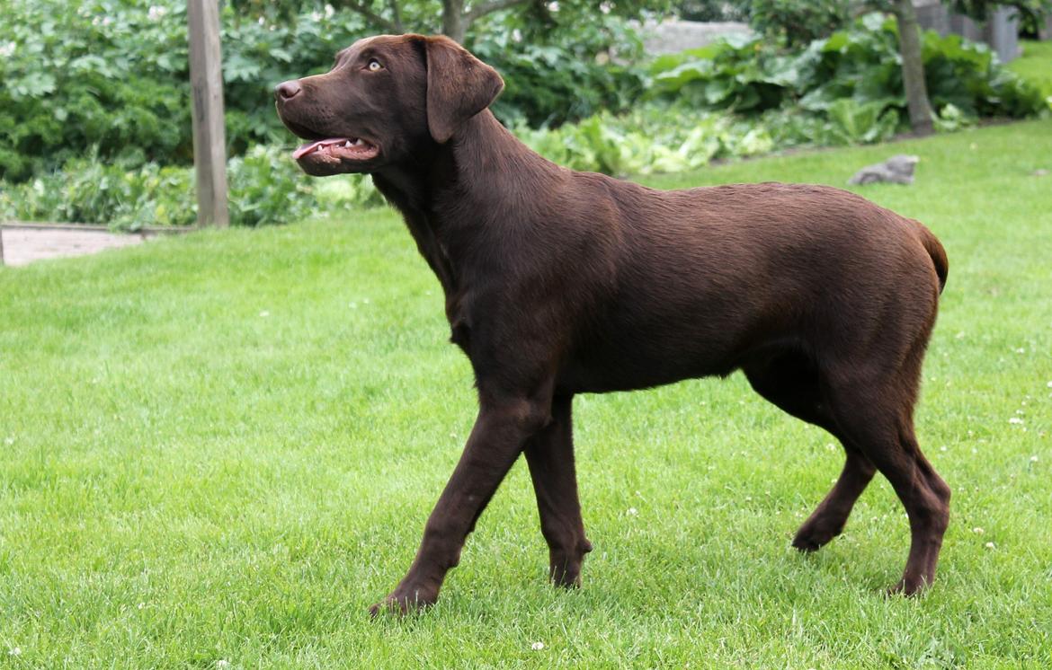 Labrador retriever Ronja billede 7