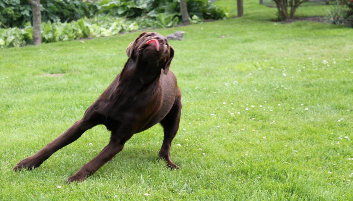 Labrador retriever Ronja - En meget ivrig Ronja, som hurtigt er efter bamsen.

Billede: Mig. billede 8