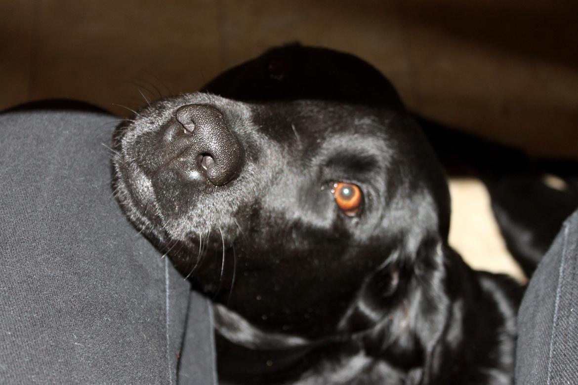 Labrador retriever Sally - Lørdag d. 29 Juni 2013.
Billede: Mig. billede 6