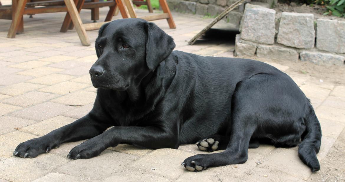 Labrador retriever Sally - Onsdag d. 3 Juli 2013 - En træt Sally slapper af på terrassen. :-)
Billede: Mig.
 billede 7