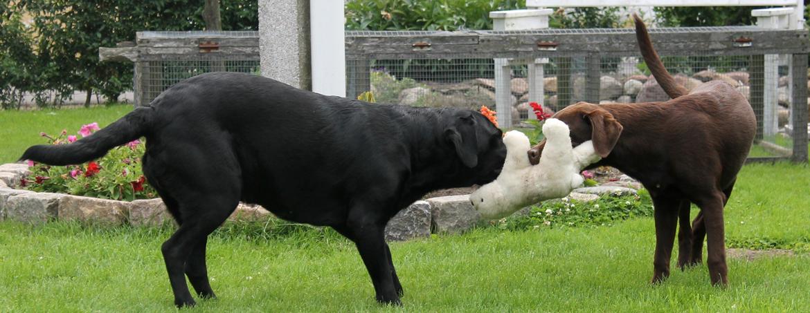 Labrador retriever Ronja - Mor og datter i færd med at kæmpe om bamsen. 

Billede: Mig. billede 9