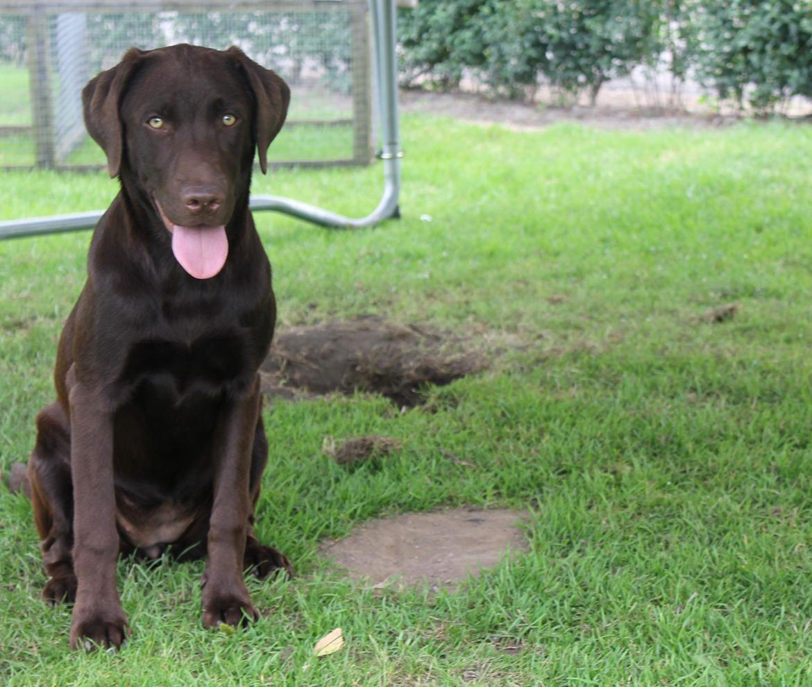 Labrador retriever Ronja billede 11