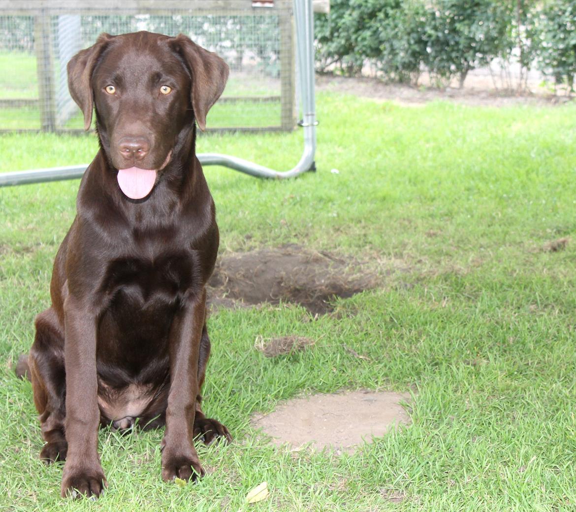 Labrador retriever Ronja billede 12