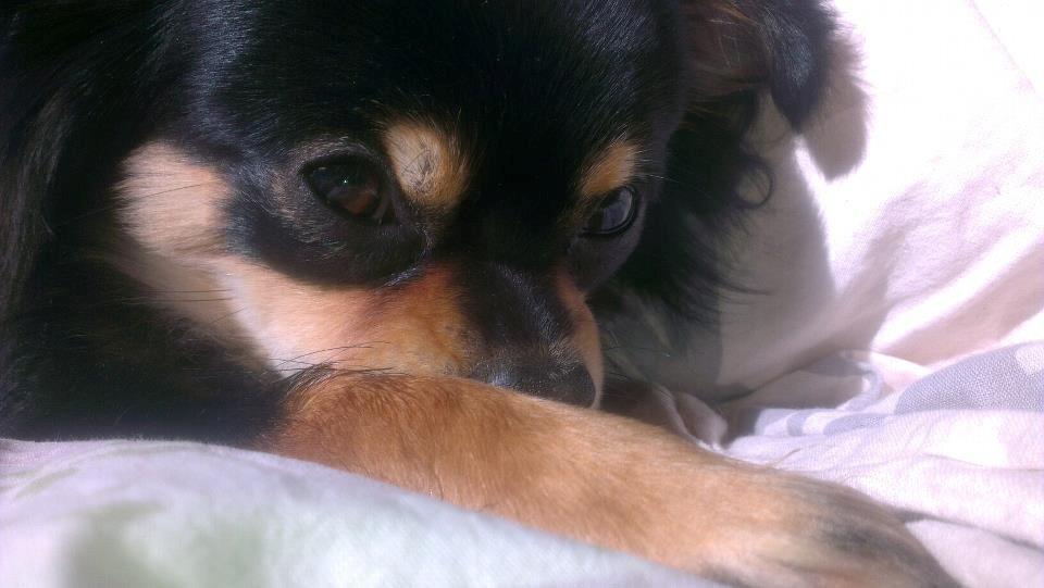 Blanding af racer Louie billede 1