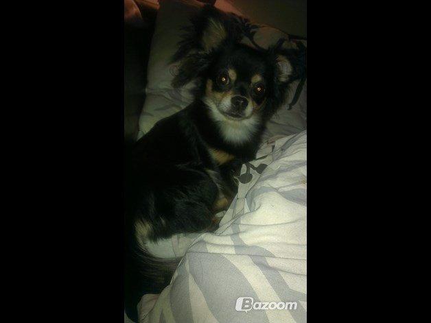 Blanding af racer Louie billede 4