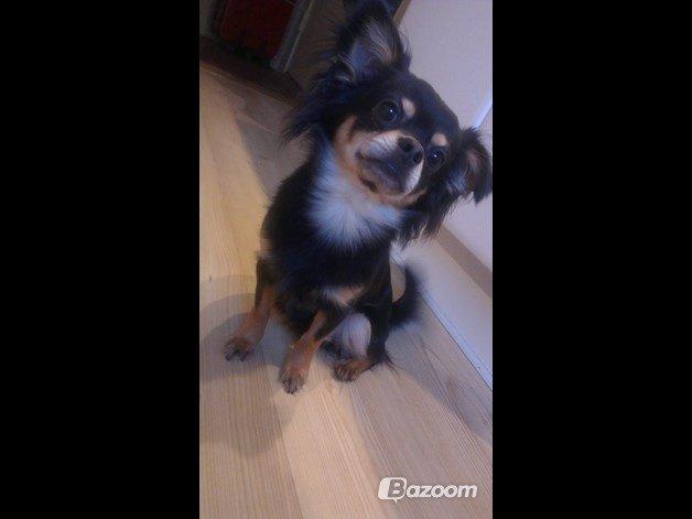 Blanding af racer Louie billede 2