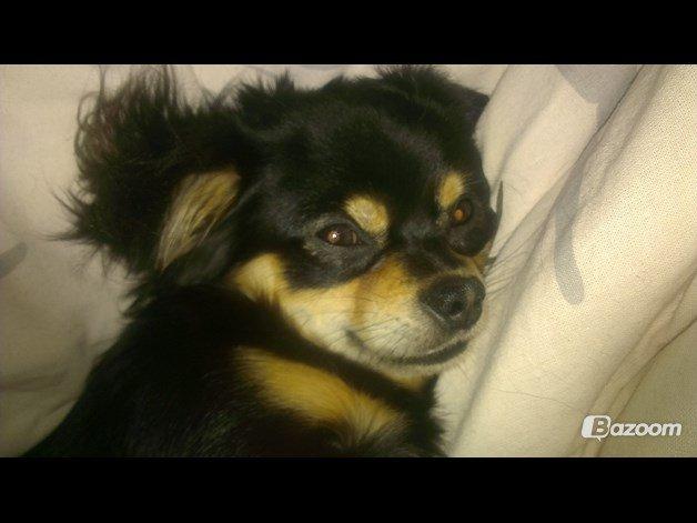 Blanding af racer Louie billede 3