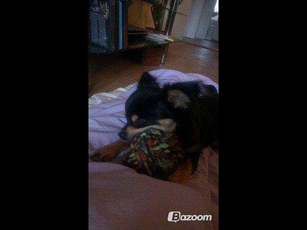 Blanding af racer Louie billede 5