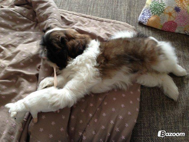 Shih tzu Maude - 9 uger billede 23