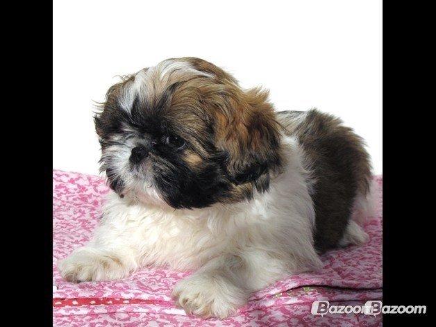 Shih tzu Maude - 9 uger billede 20