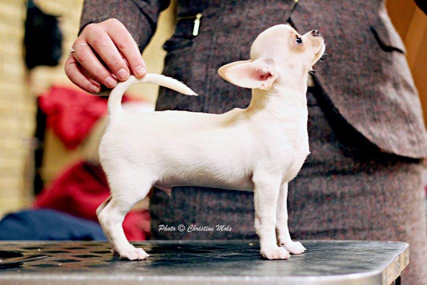 Chihuahua JCH. Lockwood "Yoda" billede 16