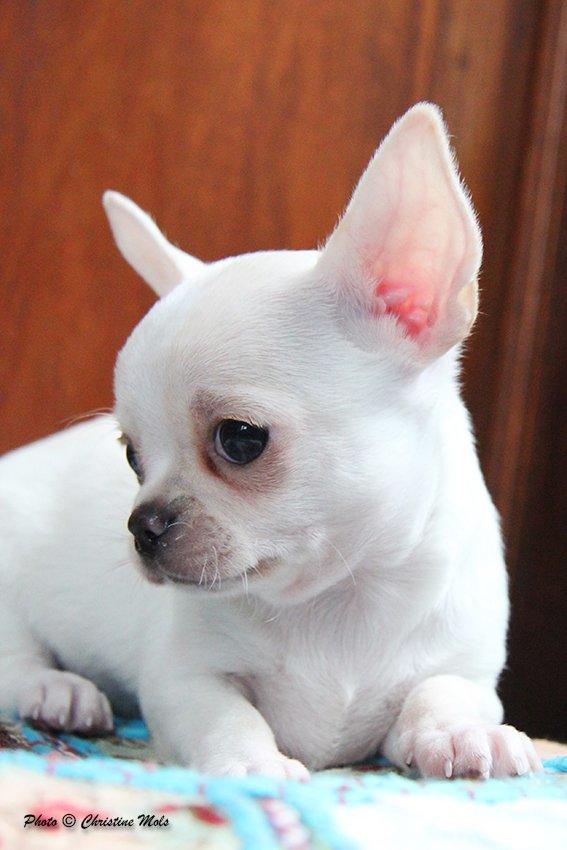 Chihuahua JCH. Lockwood "Yoda" billede 19