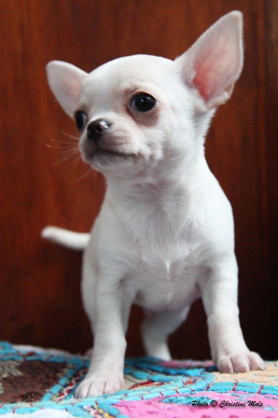 Chihuahua JCH. Lockwood "Yoda" billede 20