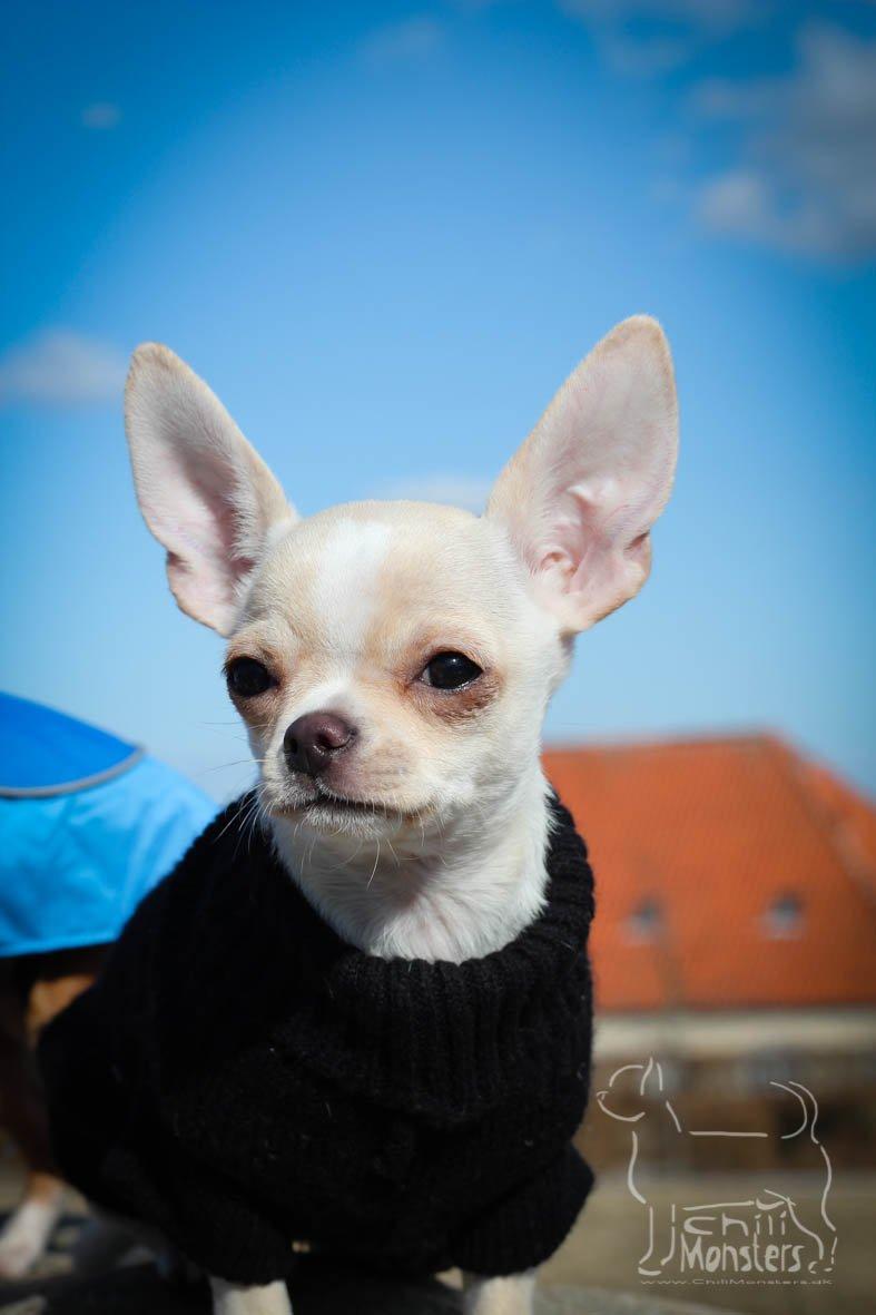 Chihuahua JCH. Lockwood "Yoda" billede 15