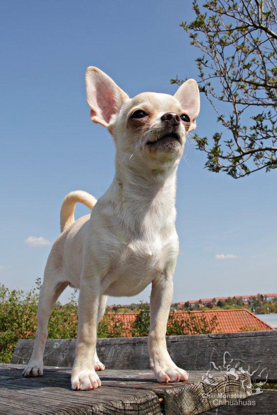 Chihuahua JCH. Lockwood "Yoda" billede 11