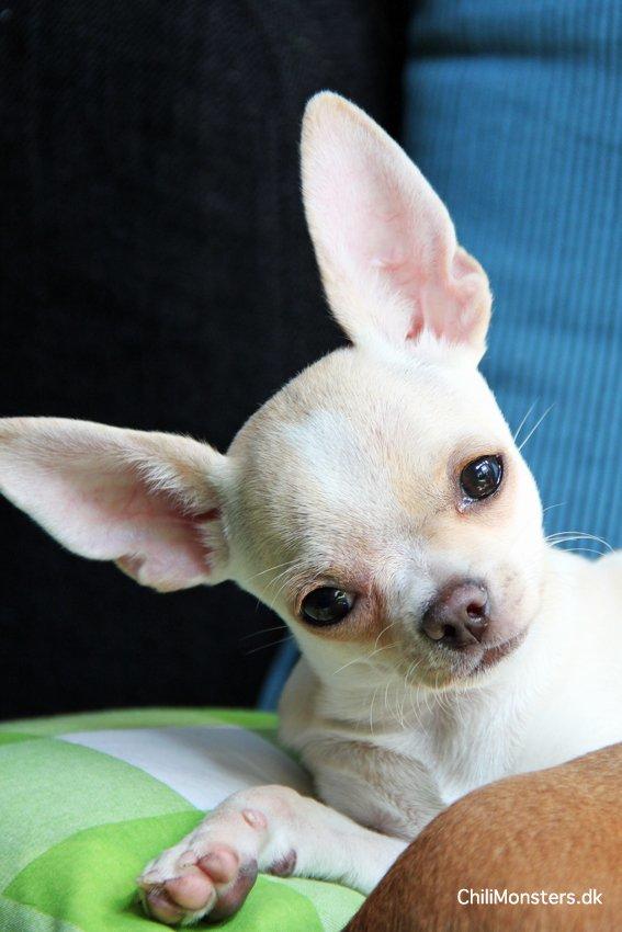 Chihuahua JCH. Lockwood "Yoda" billede 12