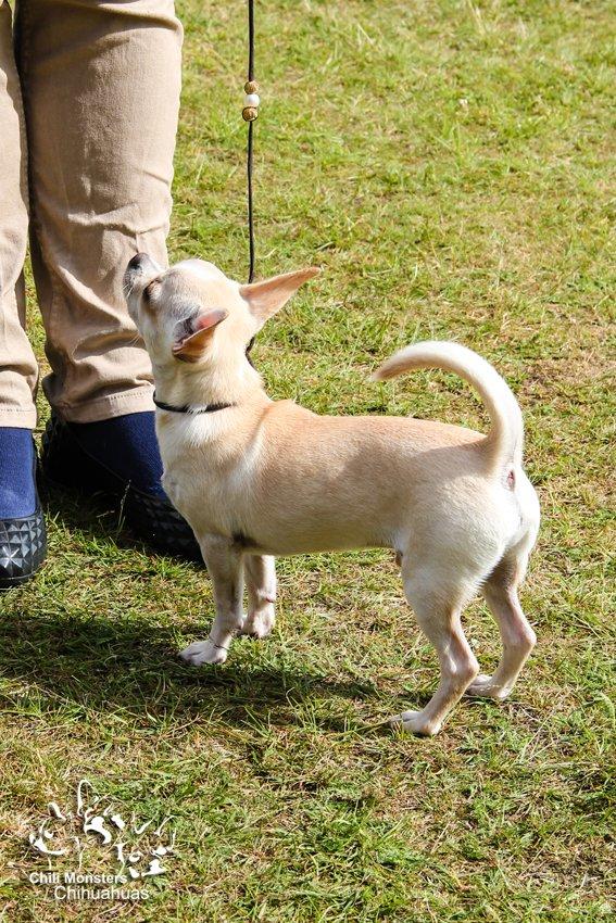 Chihuahua JCH. Lockwood "Yoda" billede 13