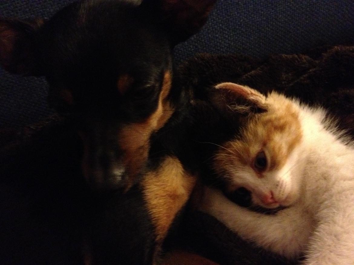 Prazsky krysarik Mickey billede 9