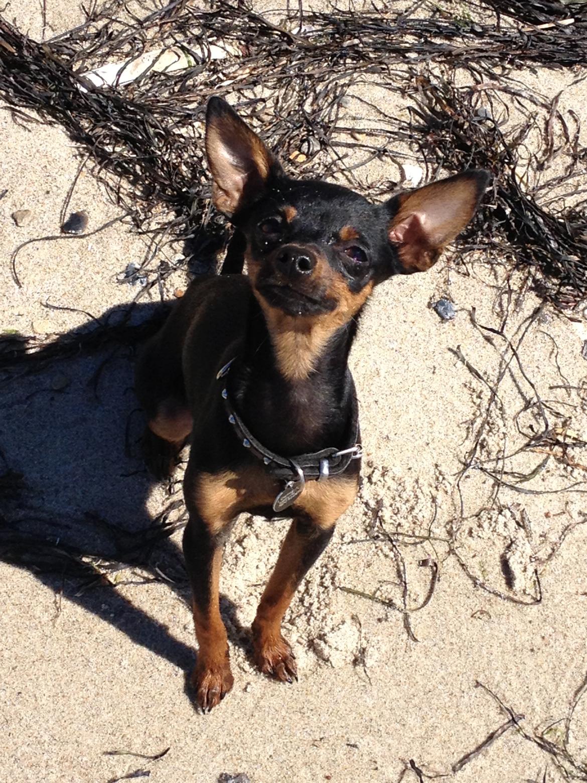 Prazsky krysarik Mickey billede 10