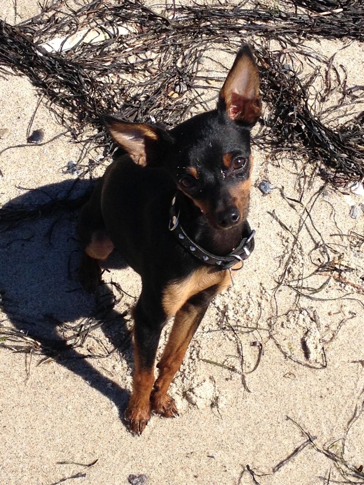 Prazsky krysarik Mickey billede 11