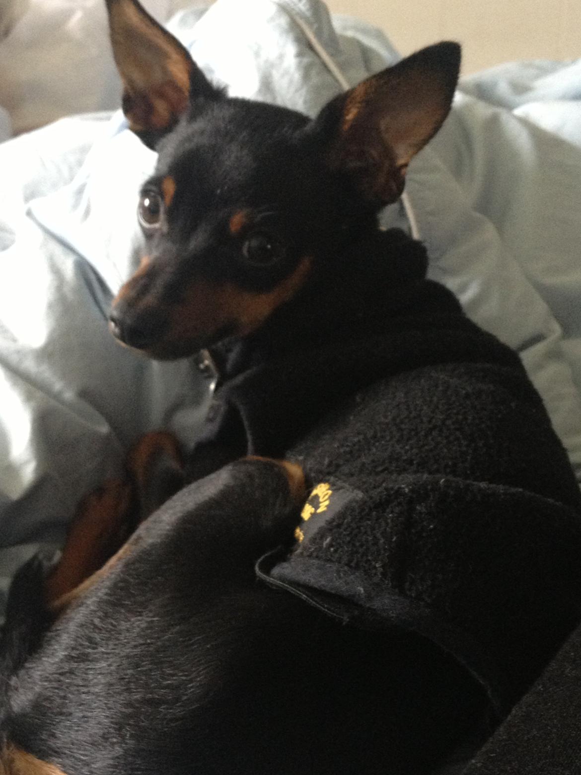 Prazsky krysarik Mickey billede 12