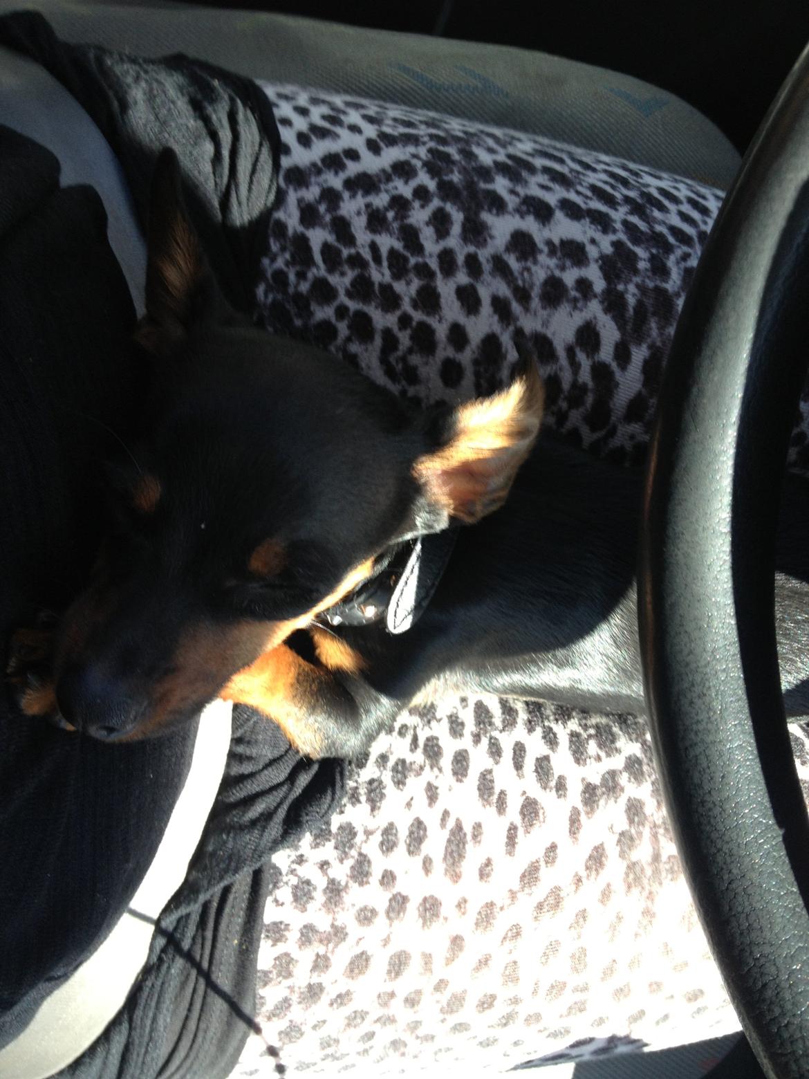 Prazsky krysarik Mickey billede 13