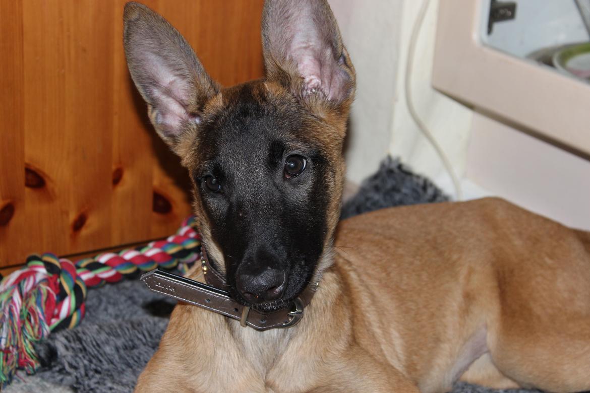 Malinois kira billede 1