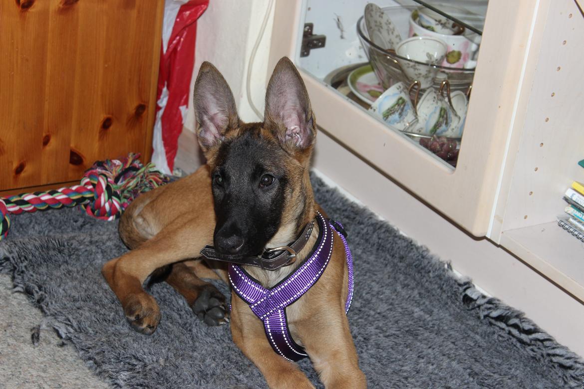 Malinois kira billede 2