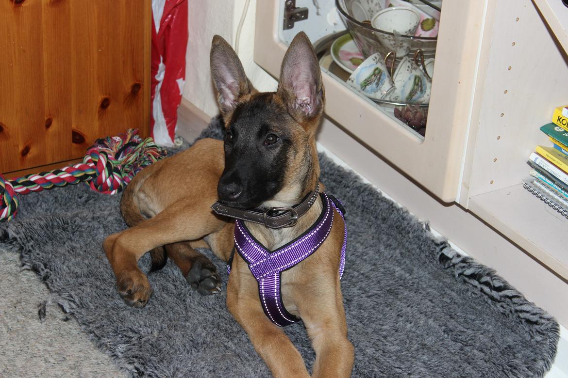 Malinois kira billede 3