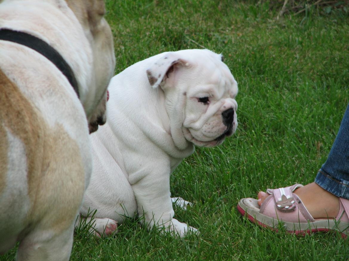 Engelsk bulldog Lilly of The Valley (Lilly) - Da vi lige havde hentet søde Lilly i Sverige:) En lille tyk pige:D billede 6