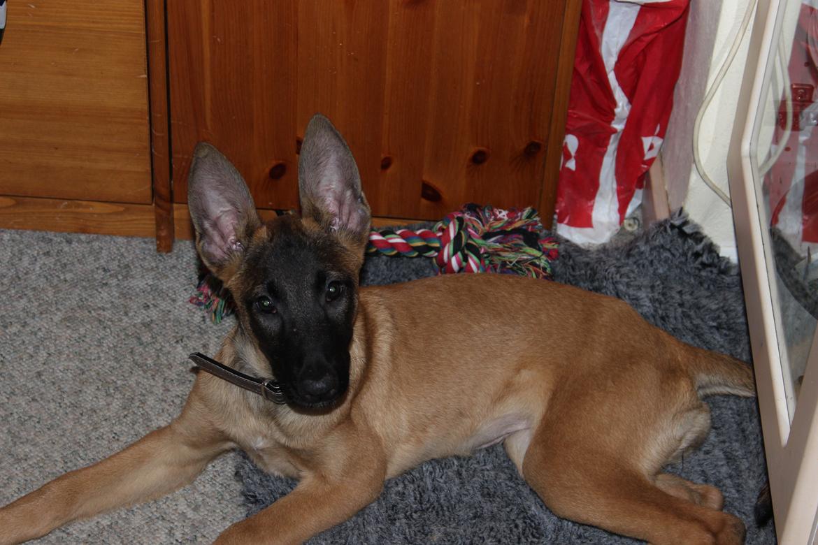 Malinois kira billede 4