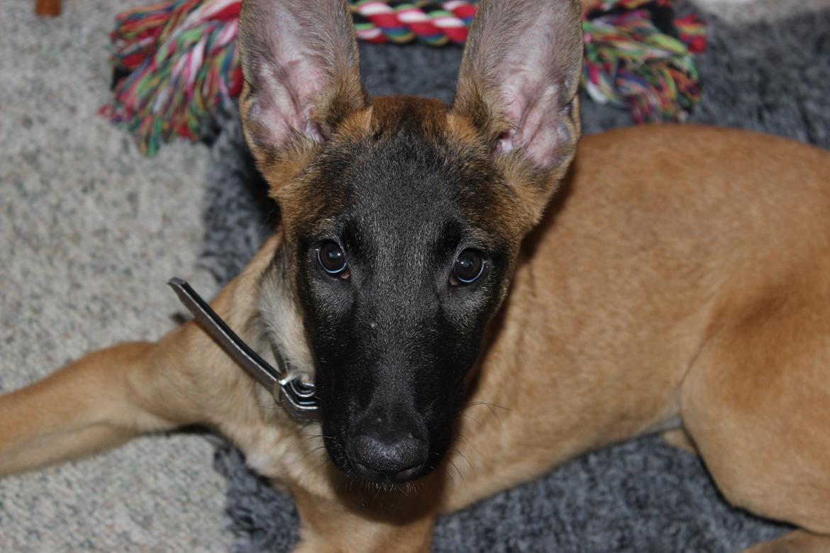 Malinois kira billede 5