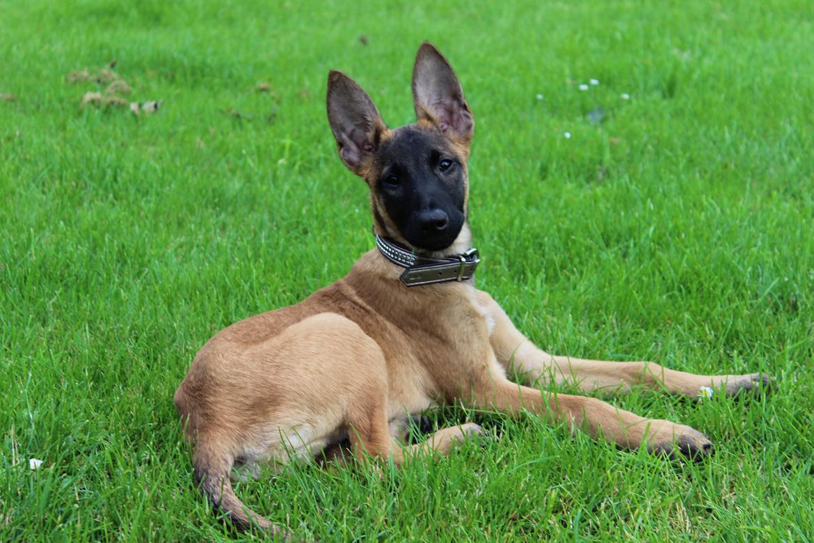 Malinois kira billede 6