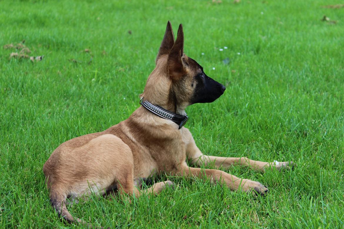 Malinois kira billede 7