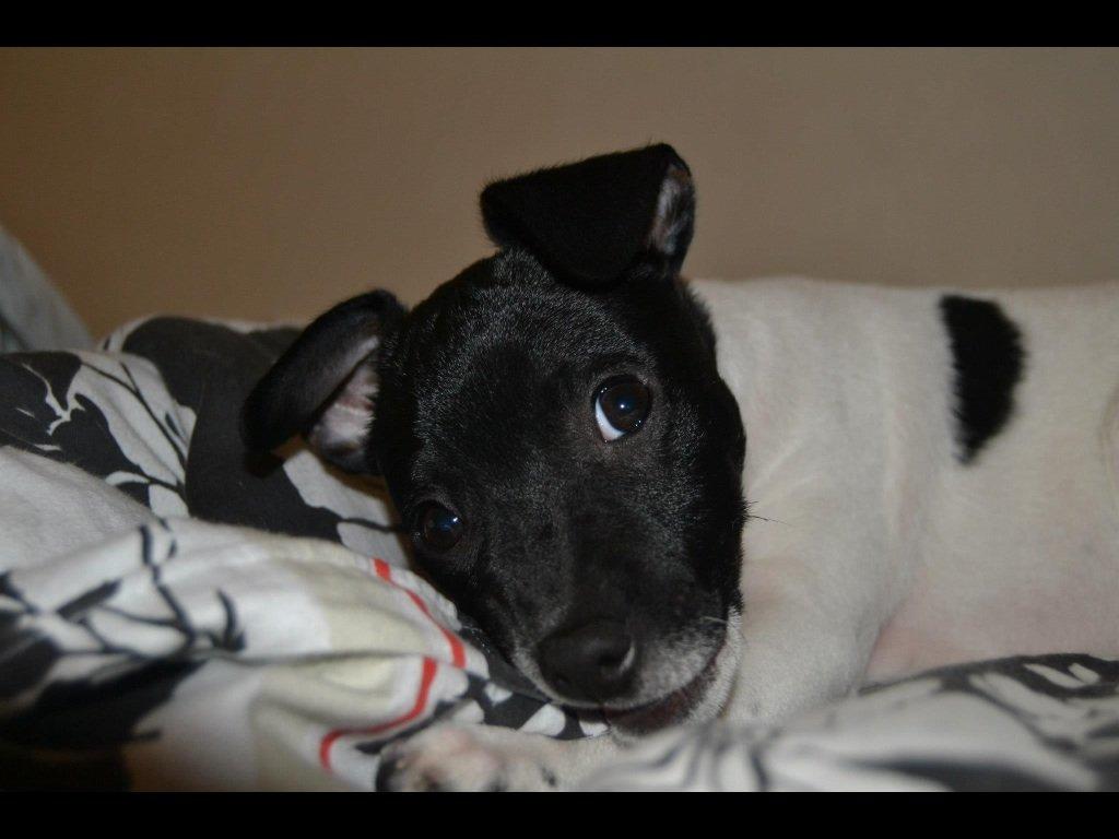 Dansk svensk gaardhund Viola billede 1