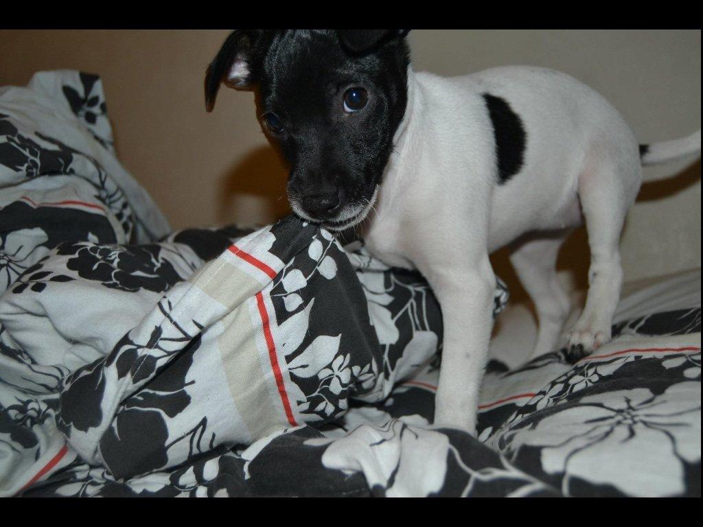 Dansk svensk gaardhund Viola billede 2