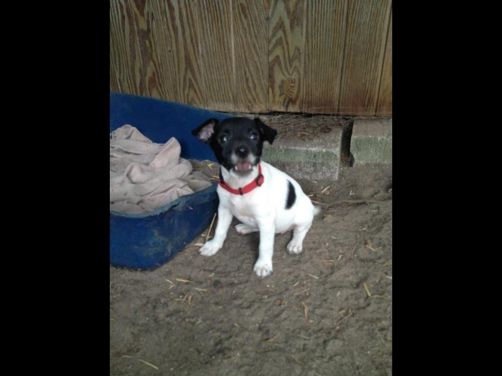 Dansk svensk gaardhund Viola billede 3