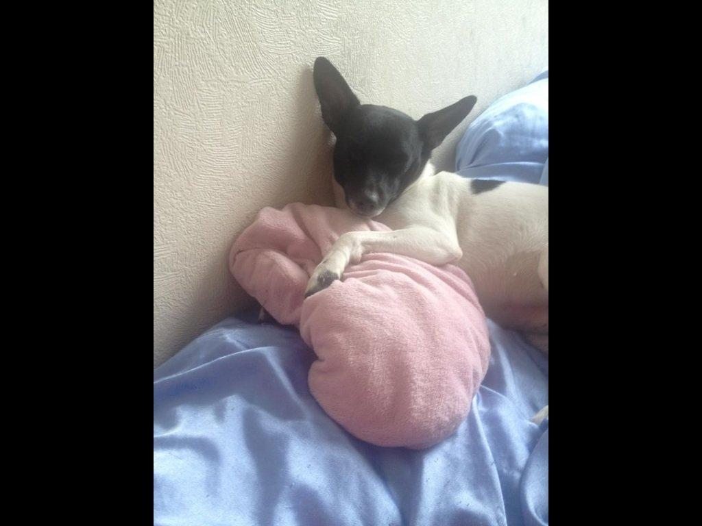 Dansk svensk gaardhund Viola billede 4