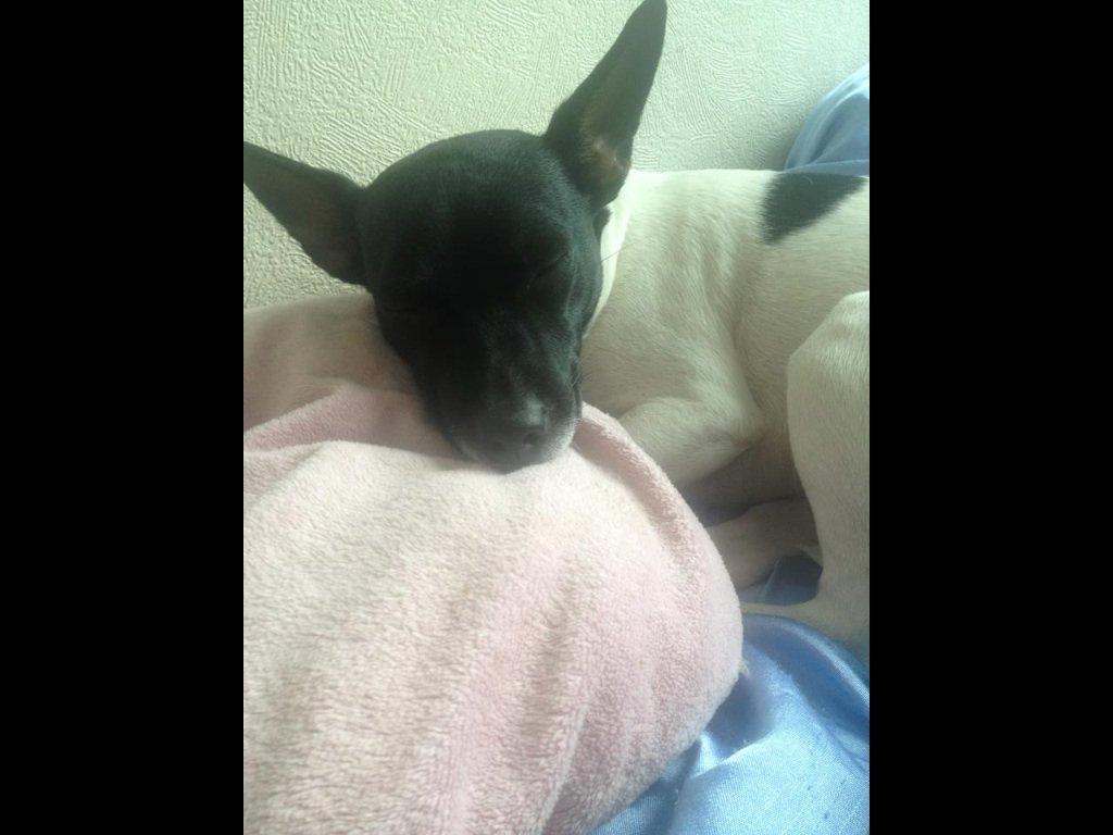 Dansk svensk gaardhund Viola billede 5